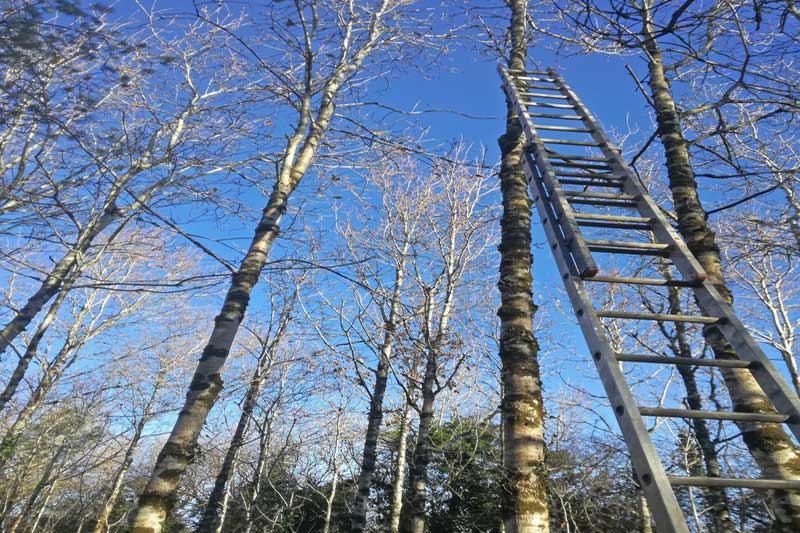 High-pruning-young-oak